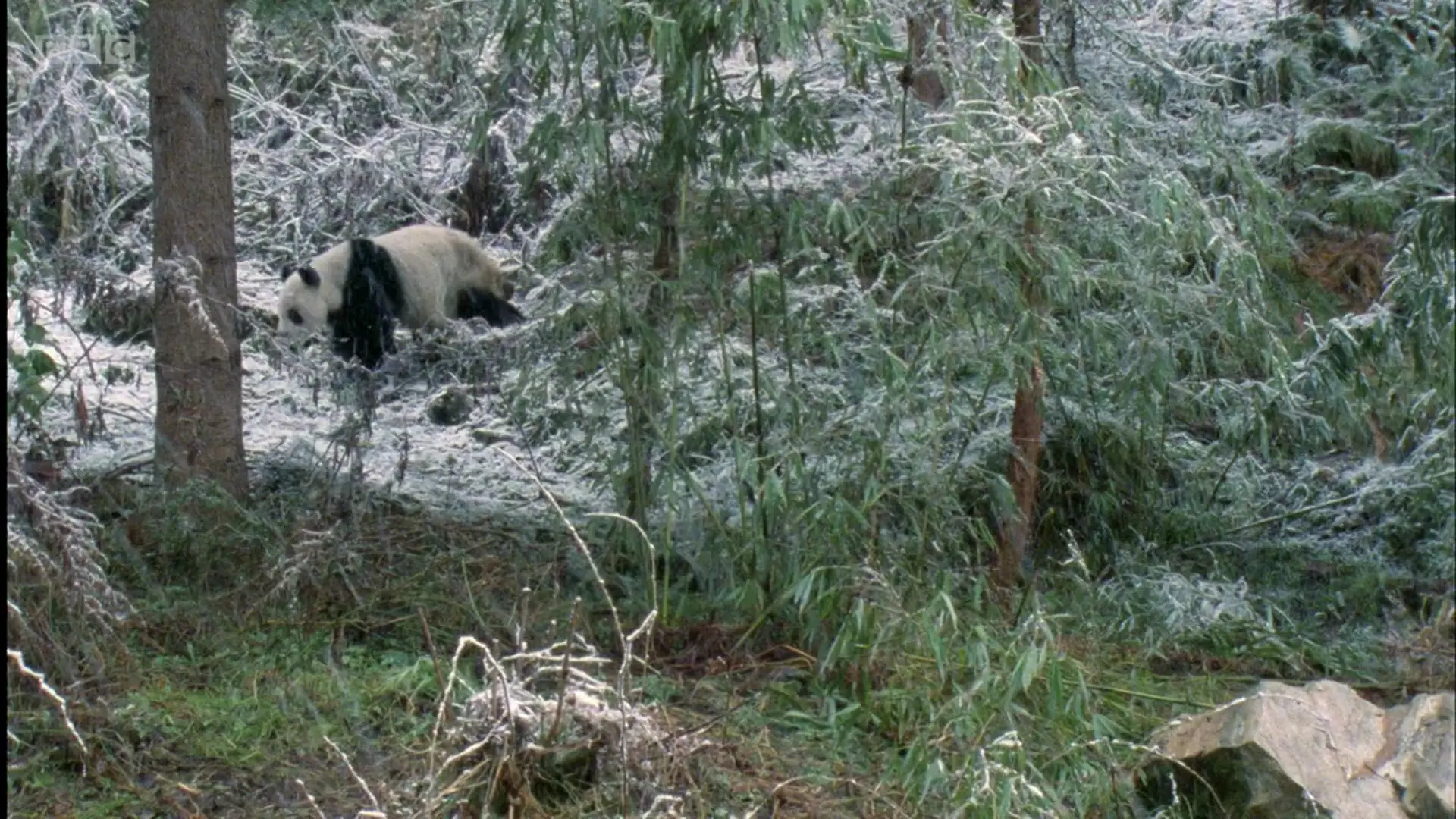 Qinling giant panda (Ailuropoda melanoleuca qinlingensis) as shown in Planet Earth - Mountains